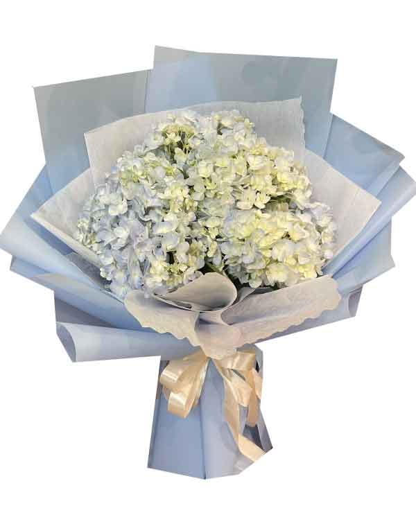 blue hydrangea