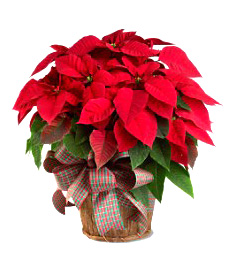 poinsetta